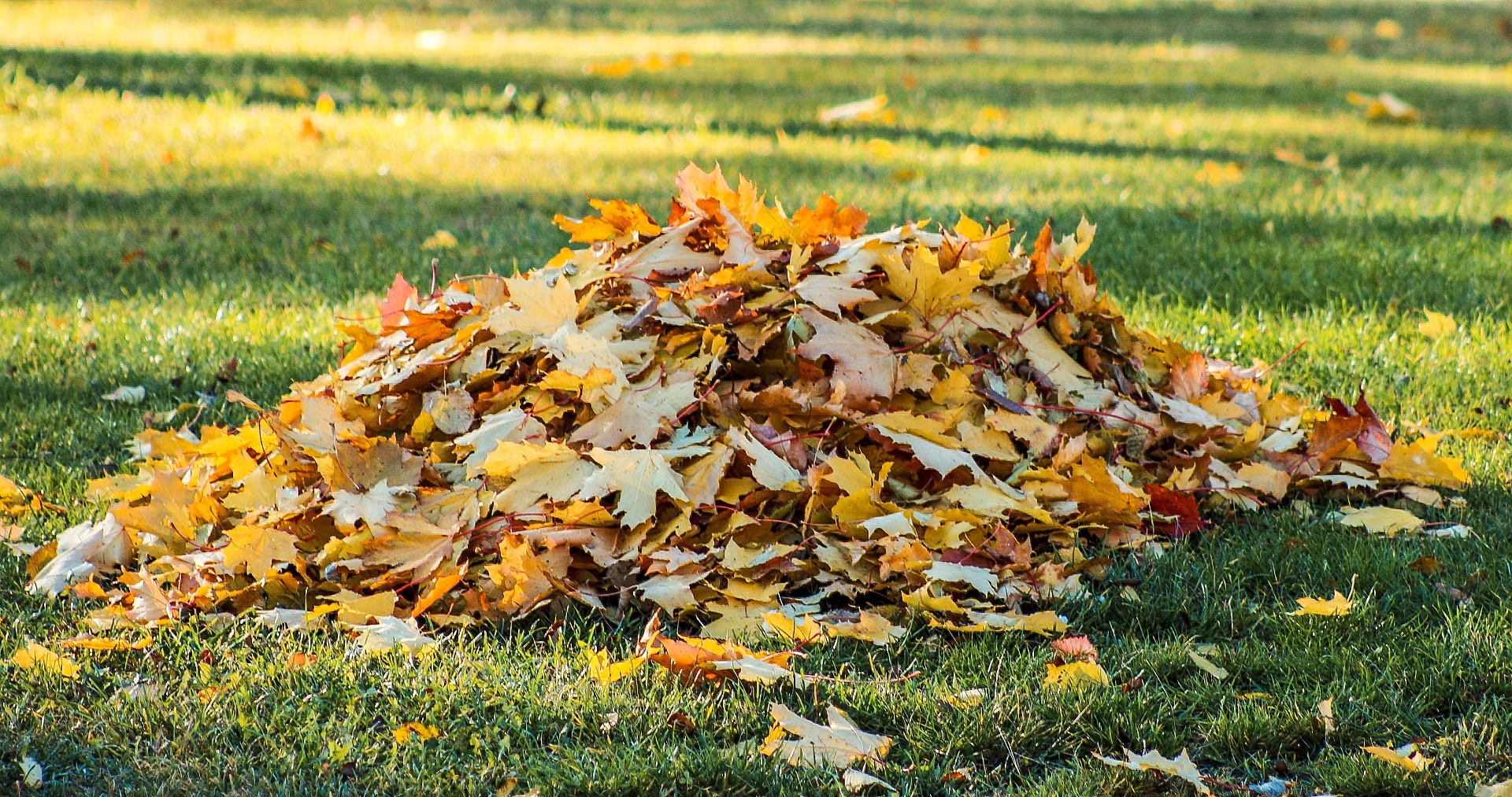 Ramassage de feuilles en Dordogne : pourquoi entretenir régulièrement son jardin en automne
